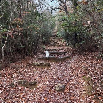 相変わらず長い階段
周りの木も昔は小さかったのにすっかり森になったね
