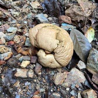 何回も登ってるコースなんだけど
初めまして🍄‍🟫