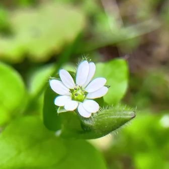 ハコベꕤ*.ﾟ 

よく見ると 愛らしいのです