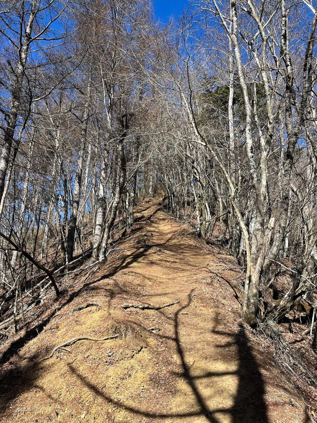 道は細くても落葉のおかげで明るい🍂冬の良いところ
