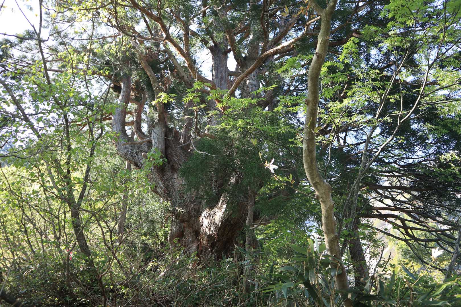 立山杉の巨木が急登を慰めてくれます