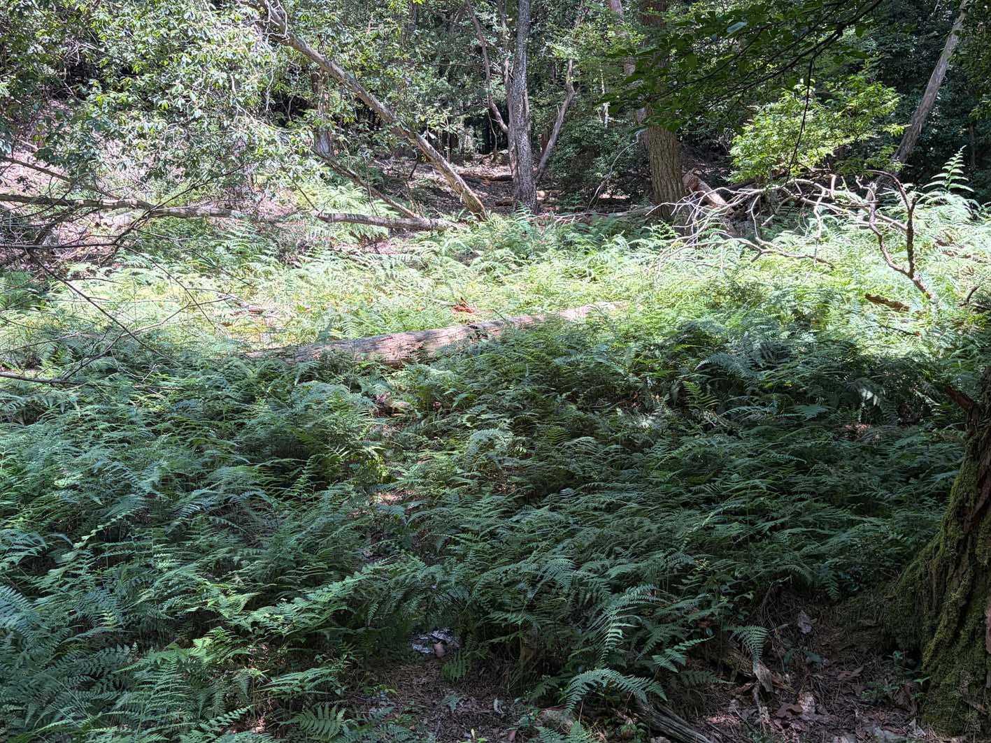 🌿は結構伸びてて、道中倒木も多い😅