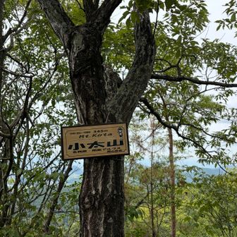 今日は小太山（こたやま）4つ目のピークまで