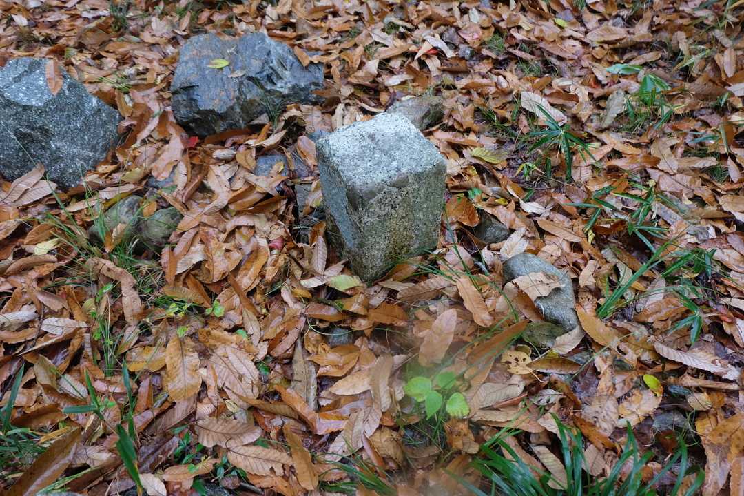 千鳥ヶ丘公園。
一等三角点。
竹藪の山のようです。