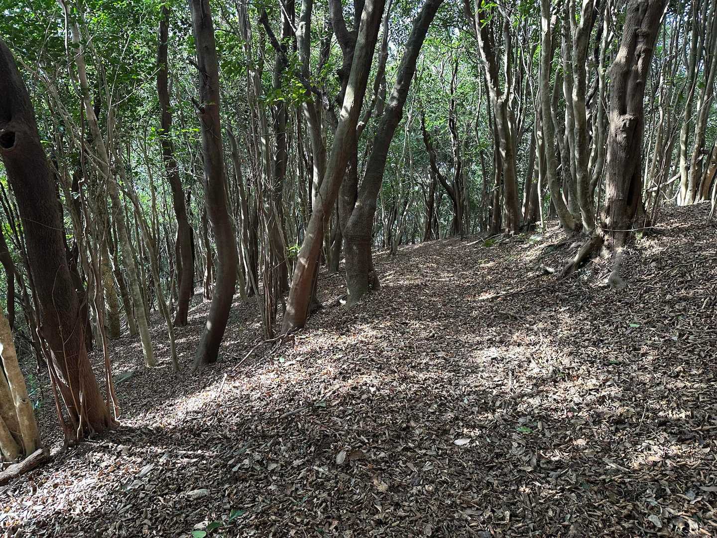 下りはほぼこんな感じでスキップ