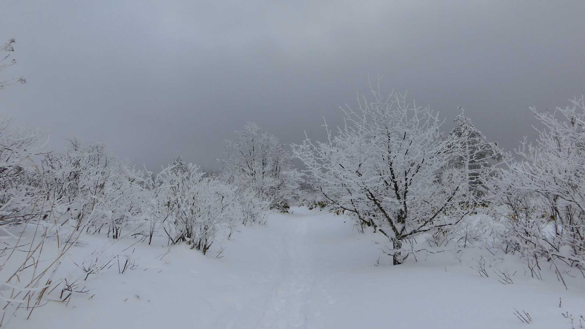 こういう道を歩くのも嫌いじゃないです。雪も降ってないし風もないので歩きやすい