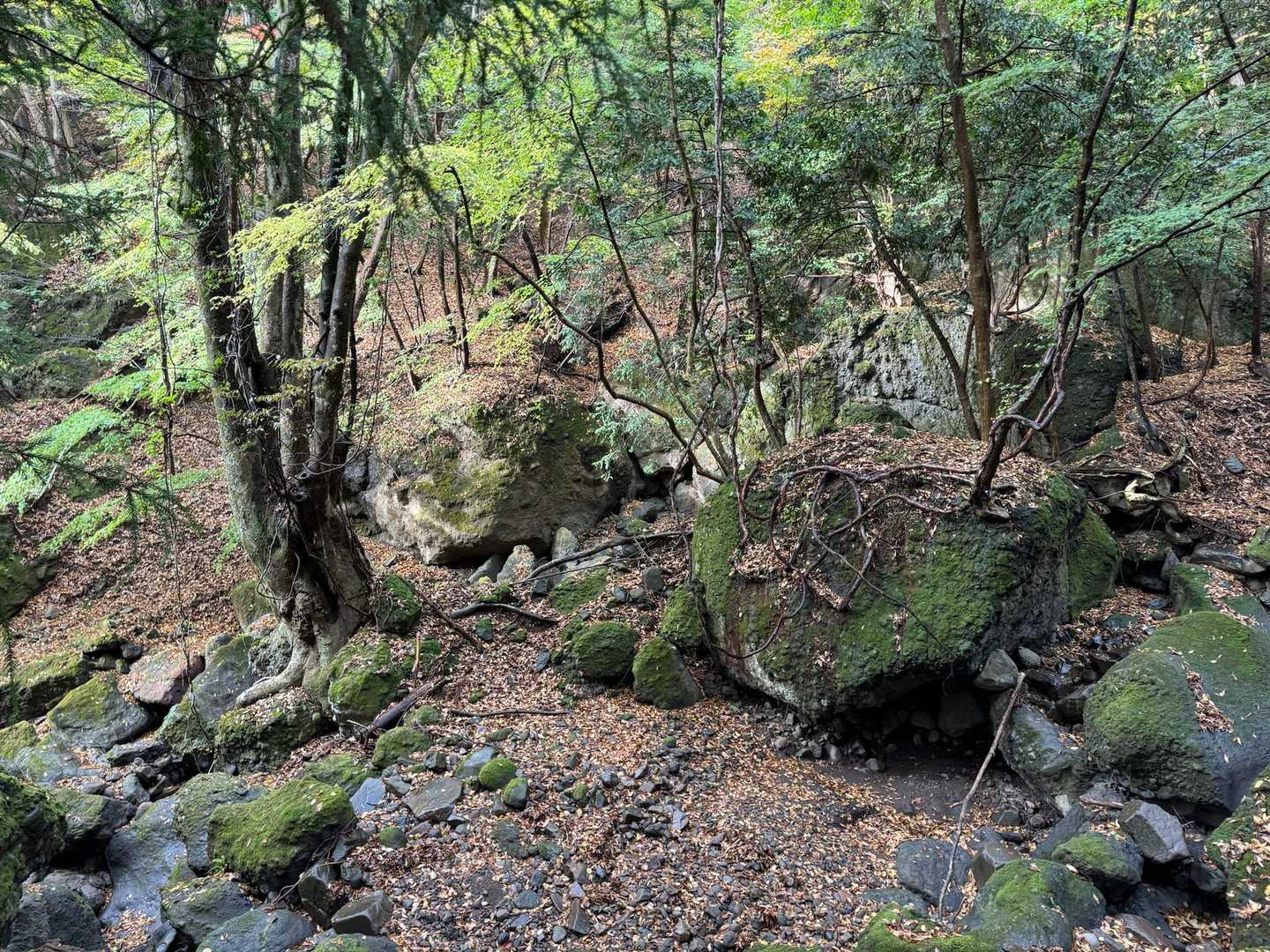 岩と苔と落ち葉の中を粛々と進んで行くよ