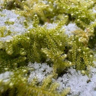 粉雪❄️も少し