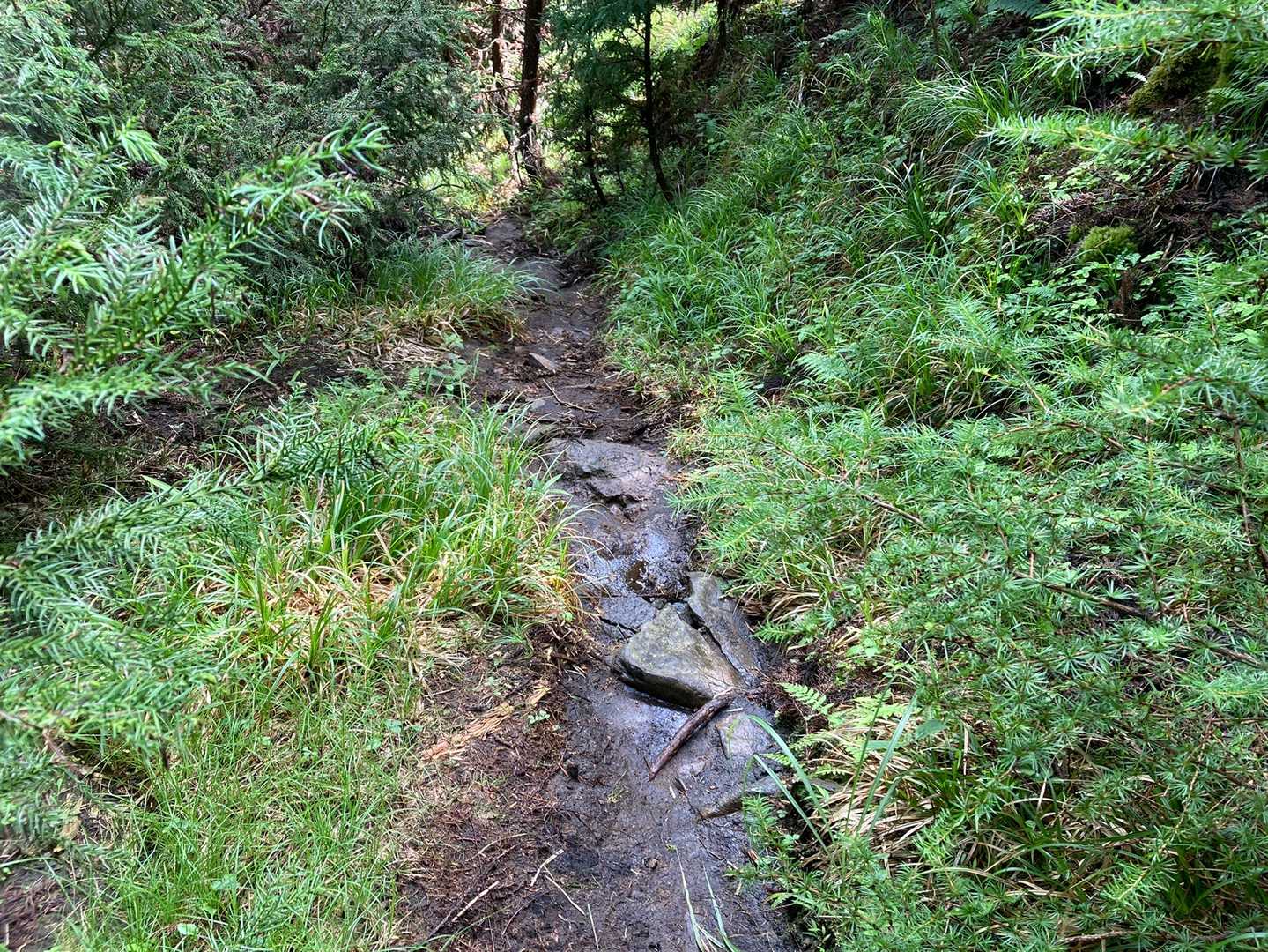 雨上がりは濡れます。