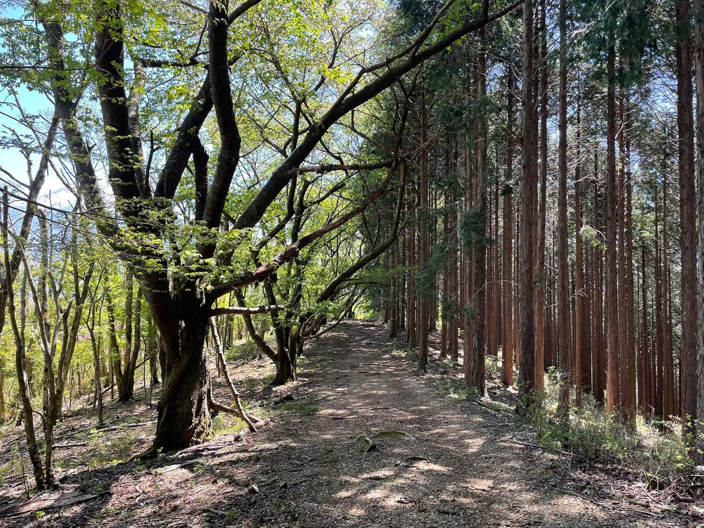 長者ヶ岳-天子ヶ岳 周回コースの写真