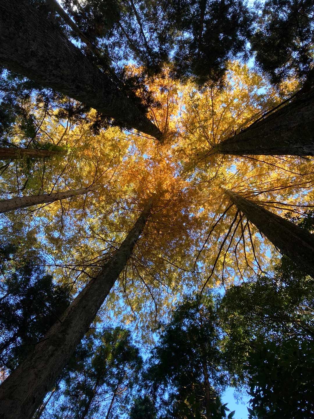 高城-中山仙境下山口 縦走コースの写真