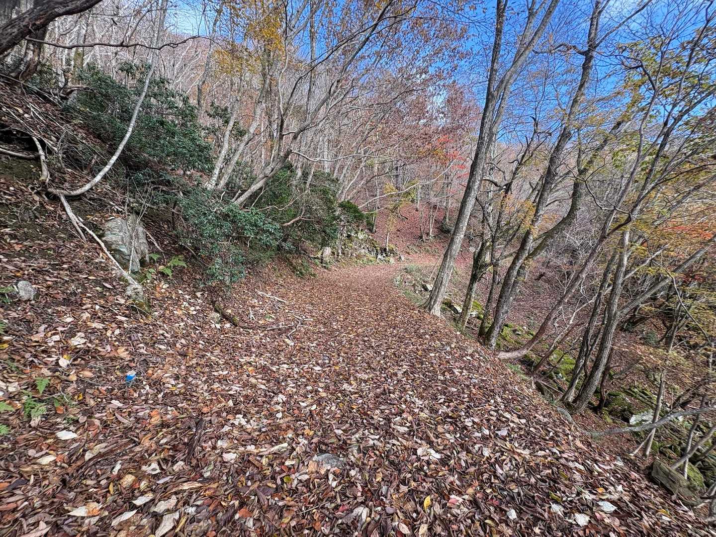 落ち葉に覆われた気持ち良い下山道です