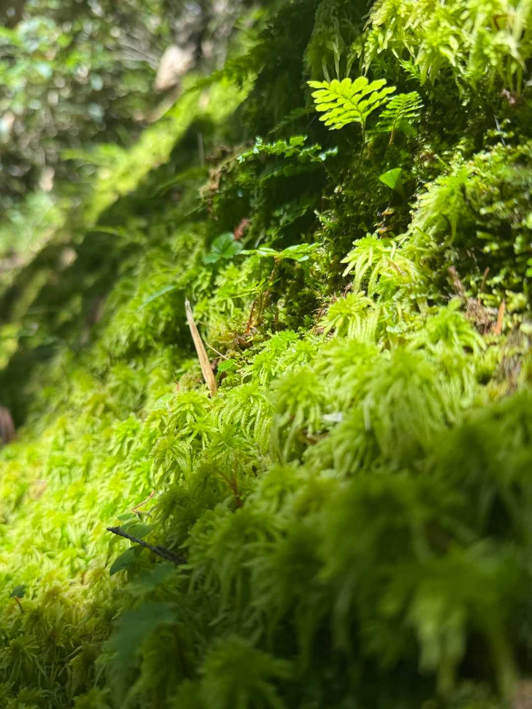 しっとり💚