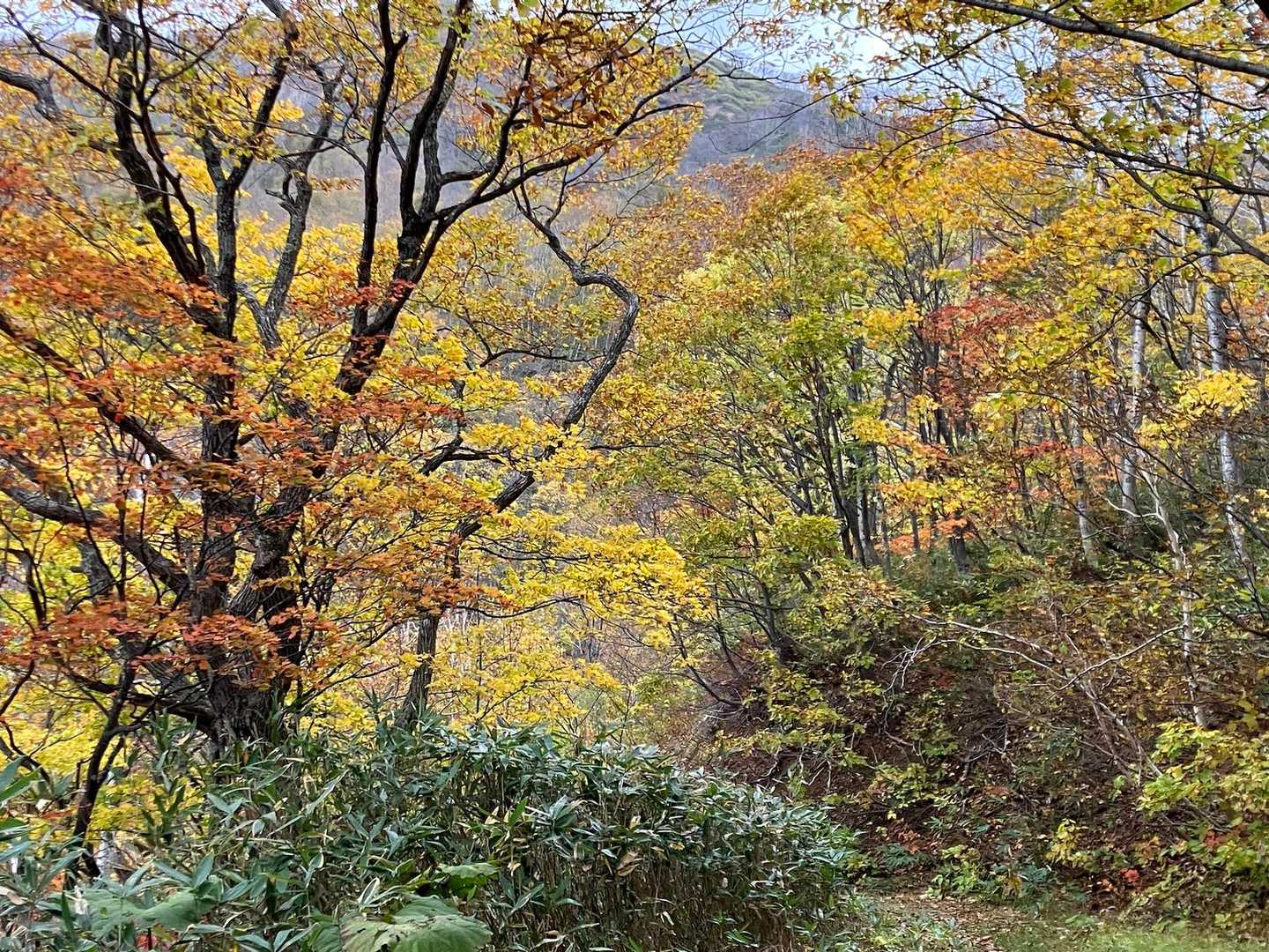 長い、長いよ林道
膝がガクガク