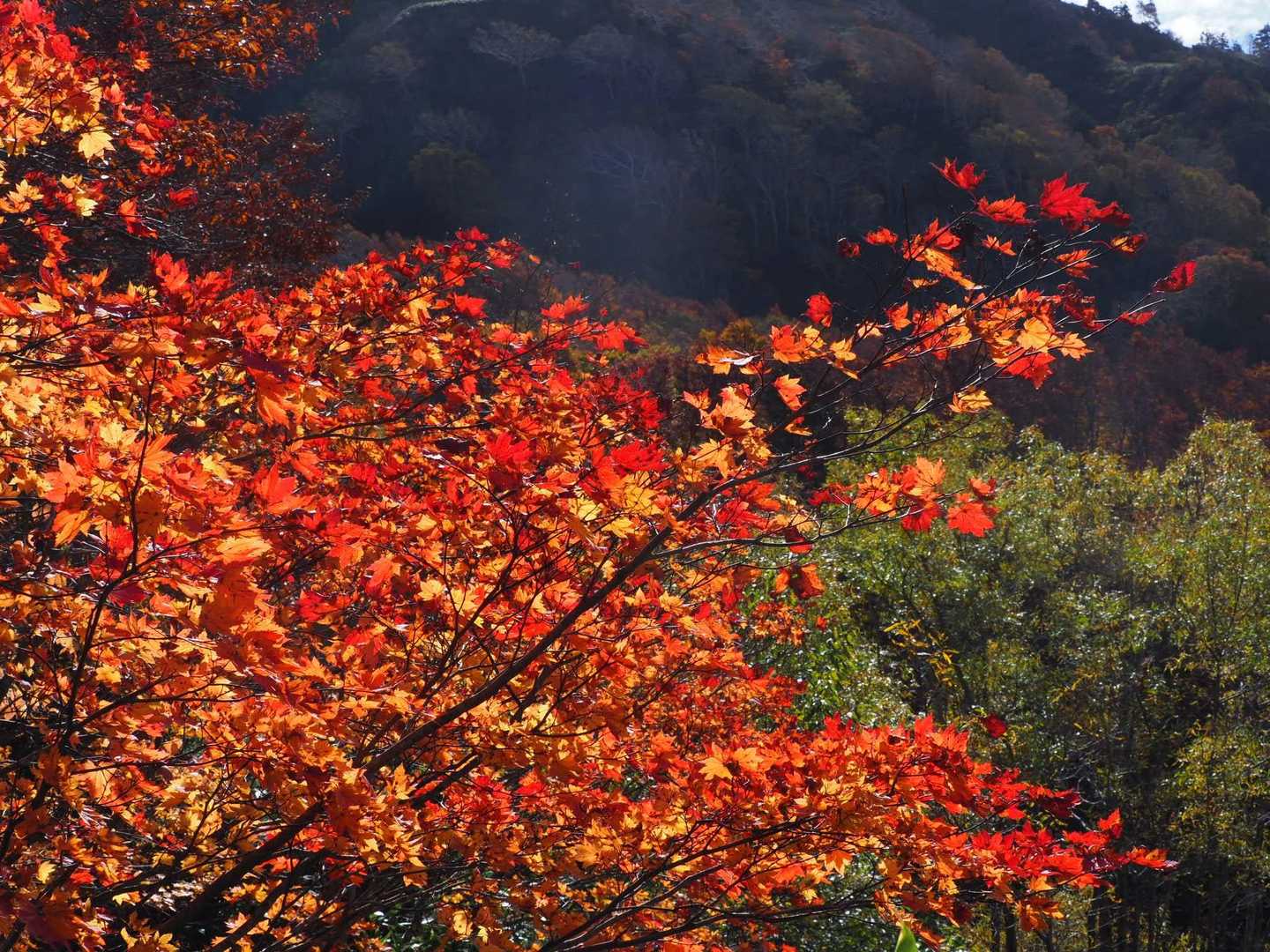 鳥兜駅発着｜日本百名山・蔵王山の沼めぐり周回コースの写真