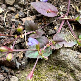 ウリナ(瓜菜)
小さな花です
実が瓜に似ている