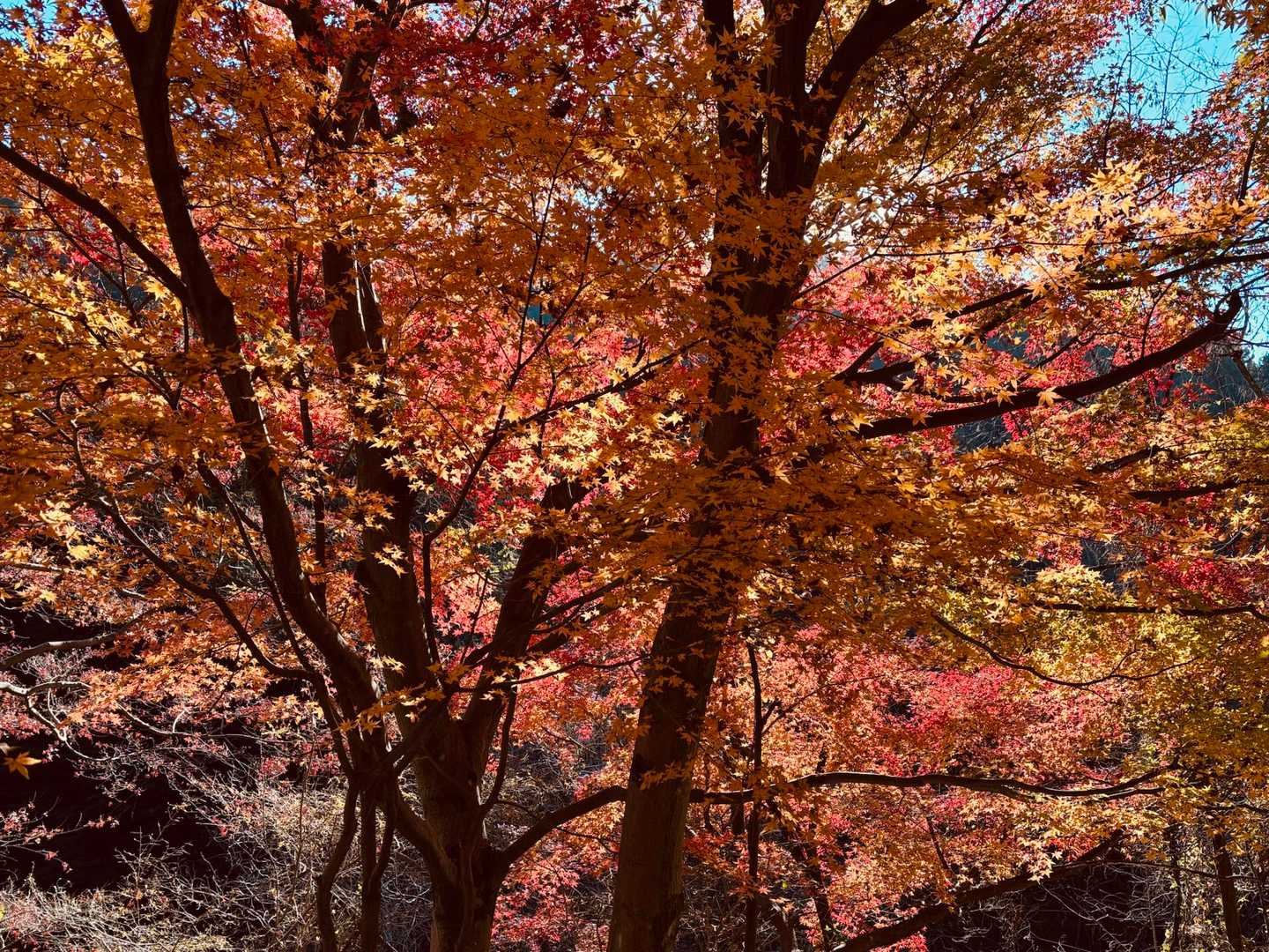 紅葉も見納めですね🍁