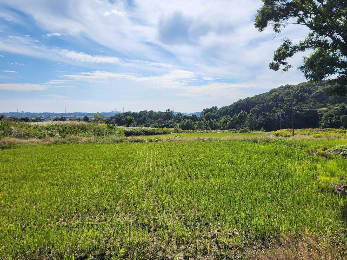 里山風景