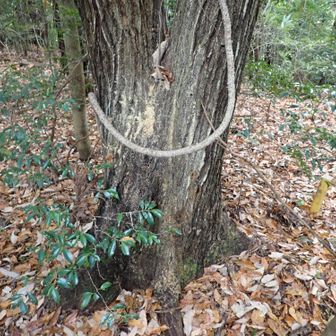 カシナガのフラスが出まくっている