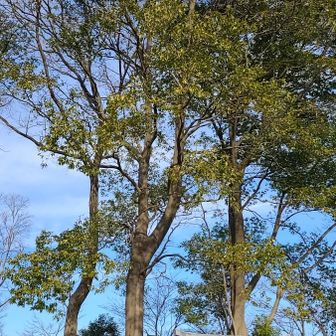 御社はなく、祠だけでした
何かで消失(焼失？)したのかも
でも、三方を木々に守られていて
厳かさを感じます🌳🌳🌳

しかも円墳状になっていて、
この浅間山は、川の流れに
削られることなく、
平野地に奇跡的に残った山なので
誰かが祀られてるようにも
思えます