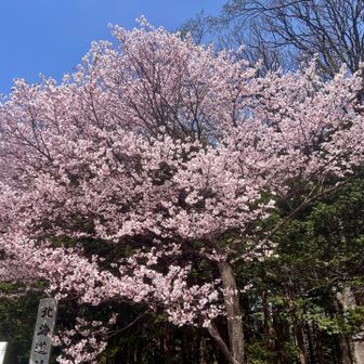 円山公園、神宮駐車場の桜🌸ほぼ満開ですね☺️