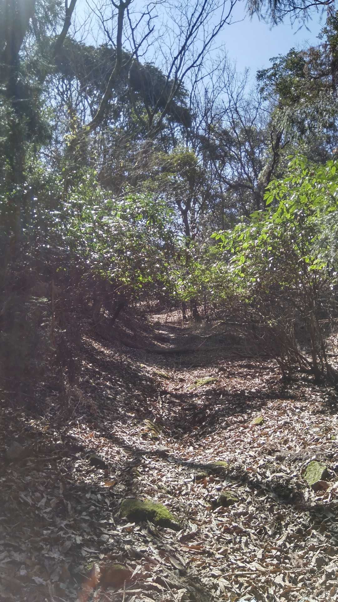 障子ヶ岳 往復コースの写真