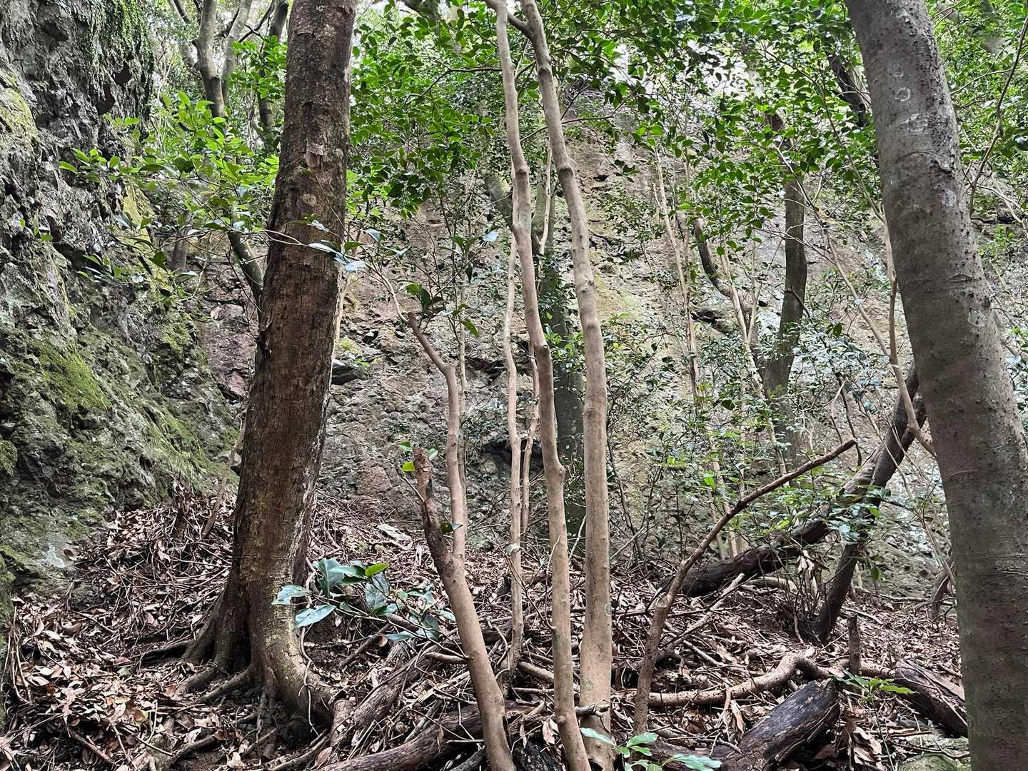 岩が次から次に現れる