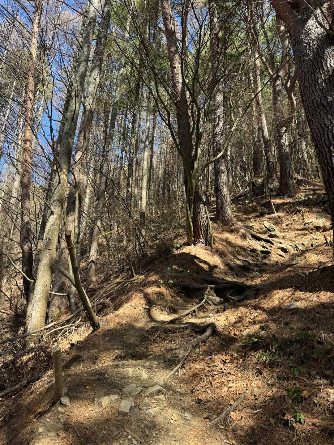 やだちゃんとした登山道あるやん✨
たのしー！（振り返りの図）