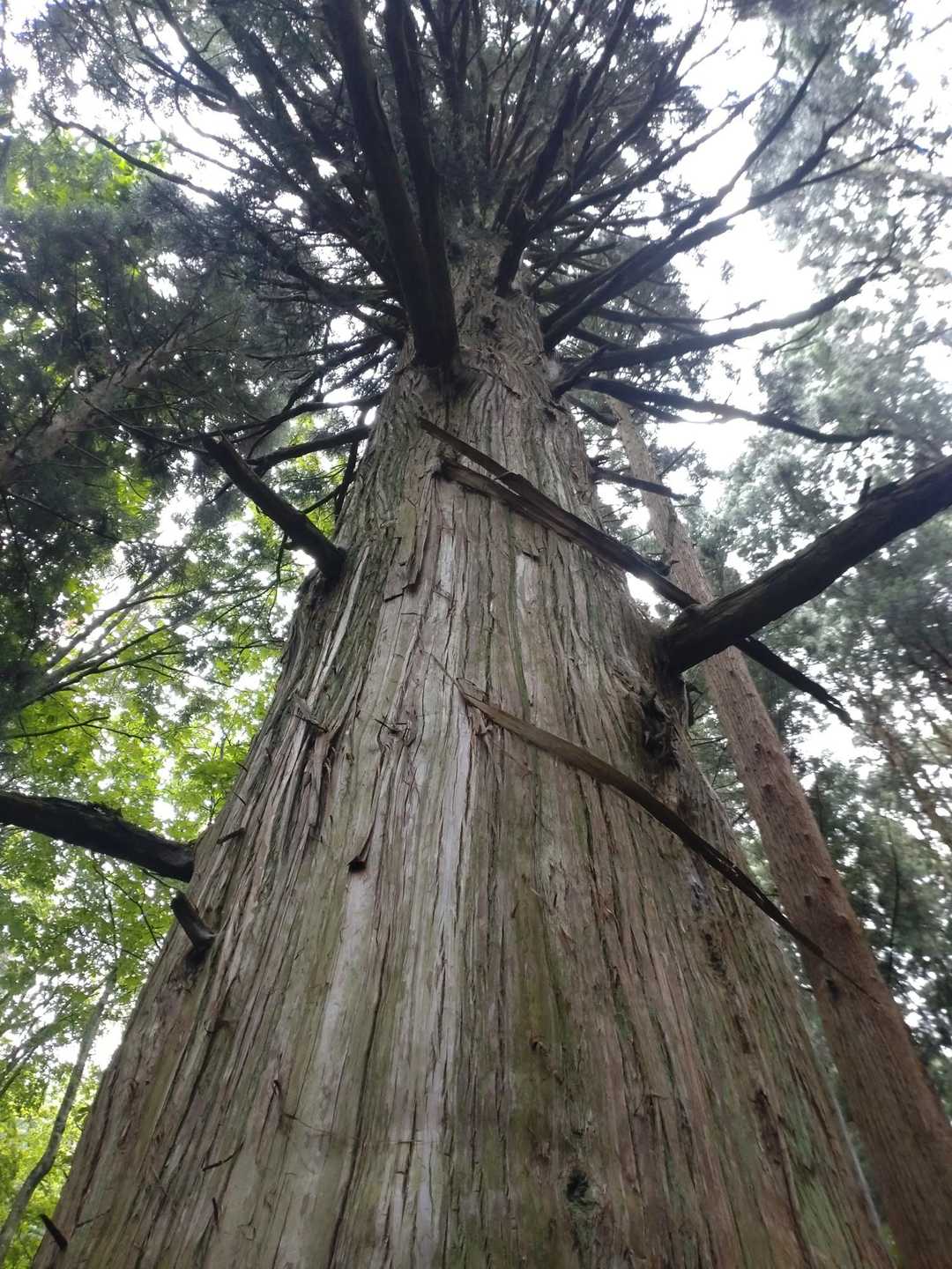 もう30回以上登ってる
今日ご一緒のcocoさんは
一本杉タッチの写真＝あたし
な印象が強かったと思われます🤭
見つけてくれてありがとう😊