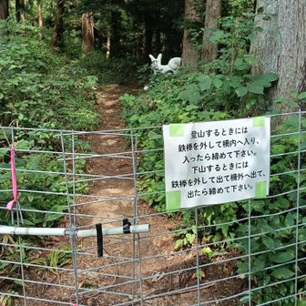 ちらっと白狼