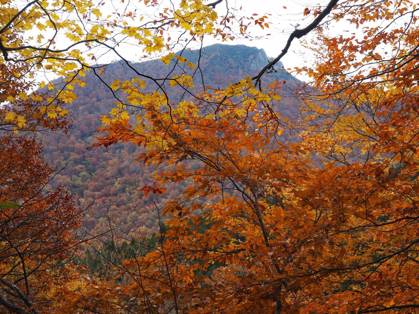紅葉の間から甲ヶ山🤩