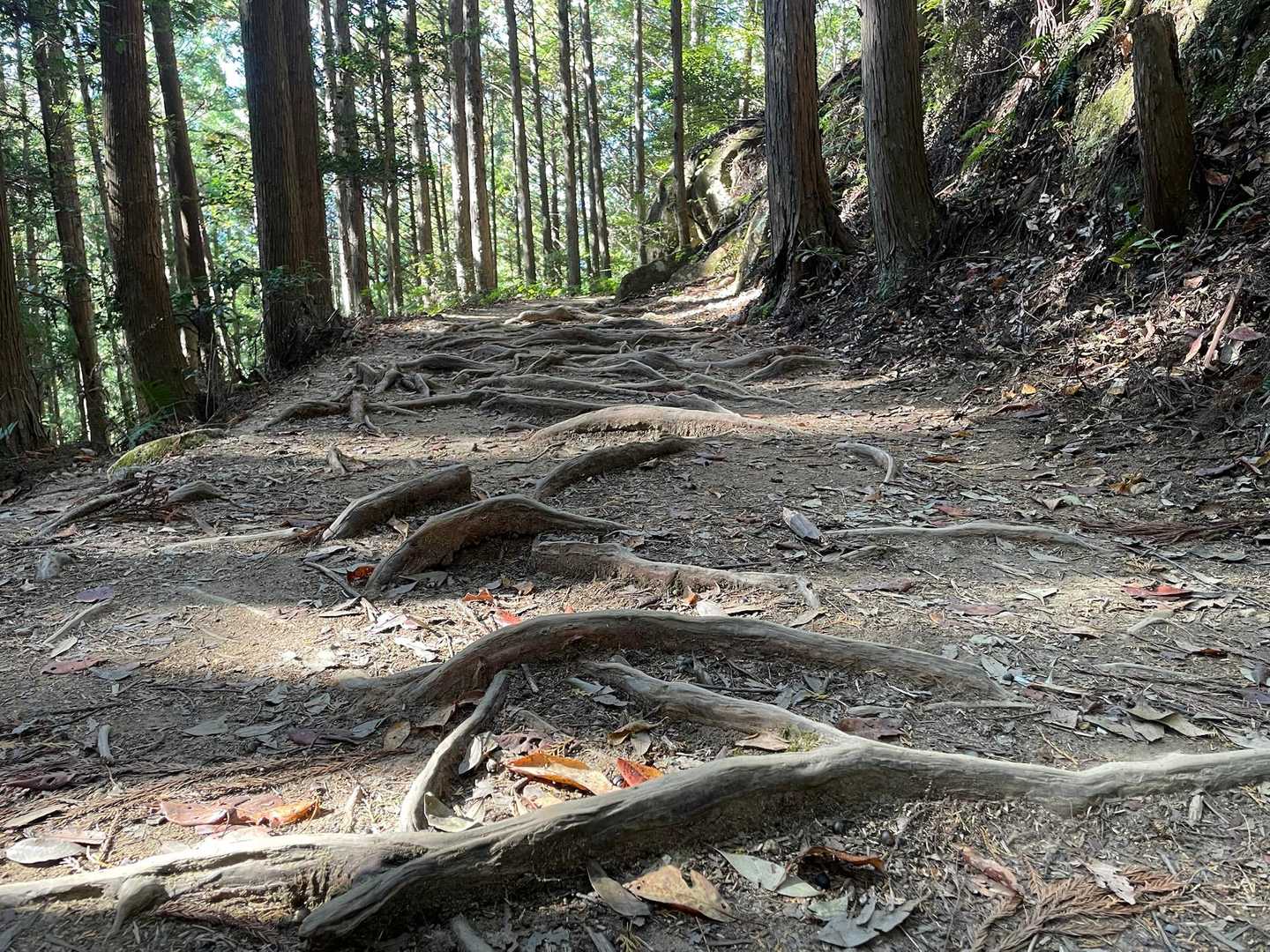 杉の間から陽が差し込んできました☀️