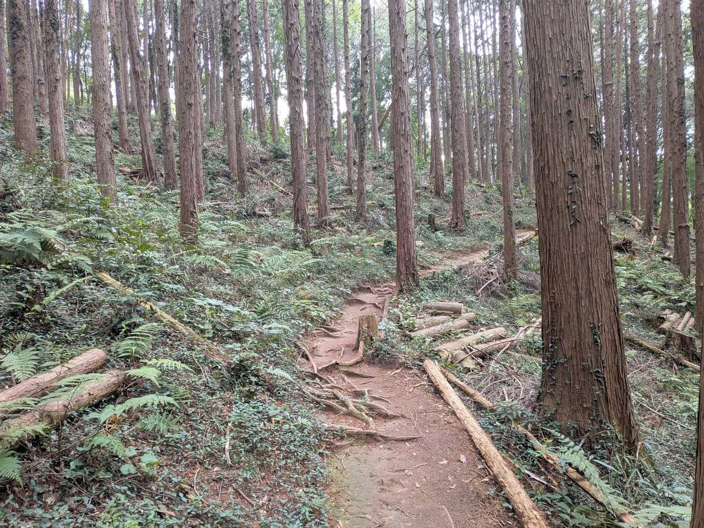 朝日峠ハイキングコース入口-小町山-鬼越山-小町山登山口 周回コースの写真