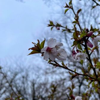 豆桜かな？小さくて可愛い✨ 