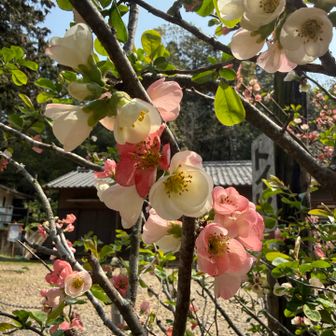 ボケの花がとても綺麗で欲しくなった