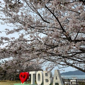 桜の時間はやっぱりええな