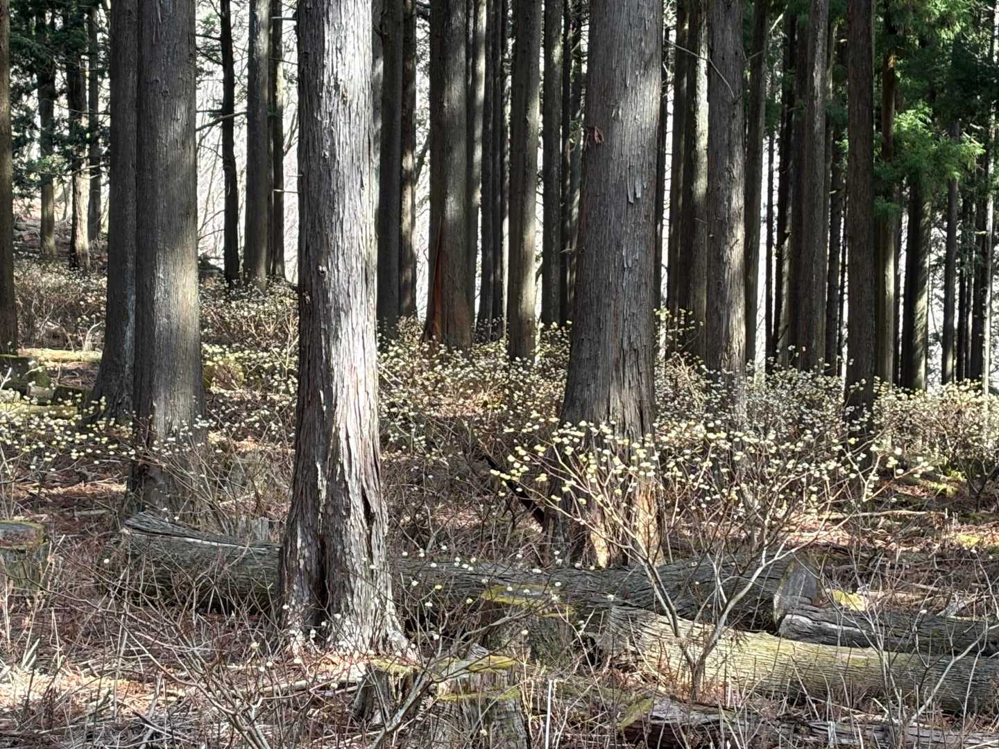 権現山とミツバ岳の間も、ミツマタの群生が迎えてくれます