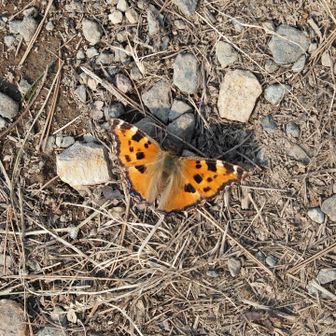 ちょうちょが飛んできてこんにちは𓂃 ⚮̈ .゜