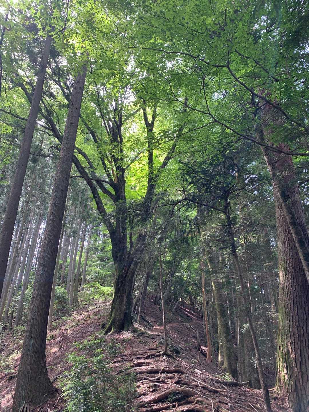 新緑と木漏れ日の道にテンション上がります。