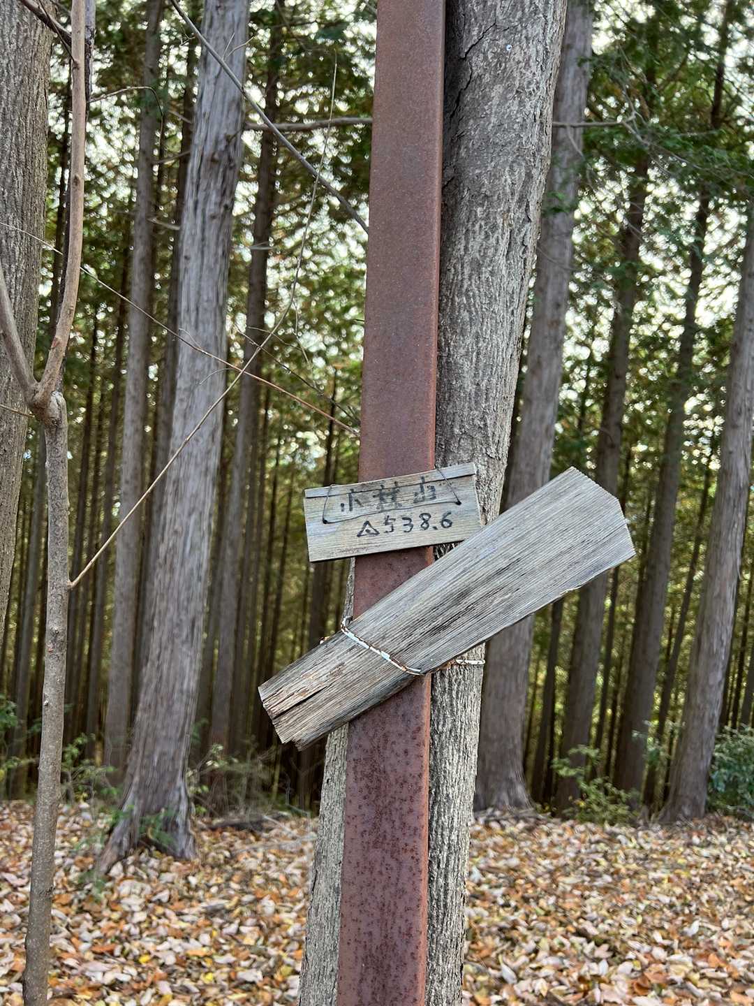 小林山到着❤️ 小林みかん園の土地なのかな？