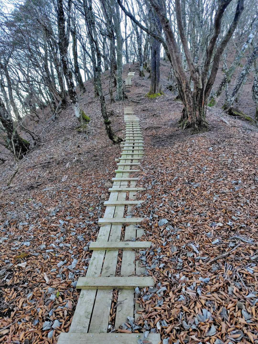 尾根の道は新しめの木道も作られていて非常に歩きやすかったです🙇