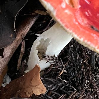 柄に穴、空洞じゃん！
✴︎ベニタケがトラバース気味に点在、後を追いたくなったけどとどまった
下山して天岩戸神社へ向かう