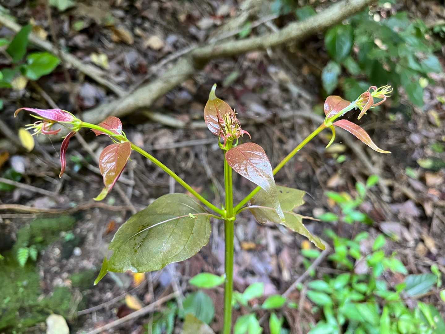 幹が同じです、こちらは今から花が咲くのかな❓