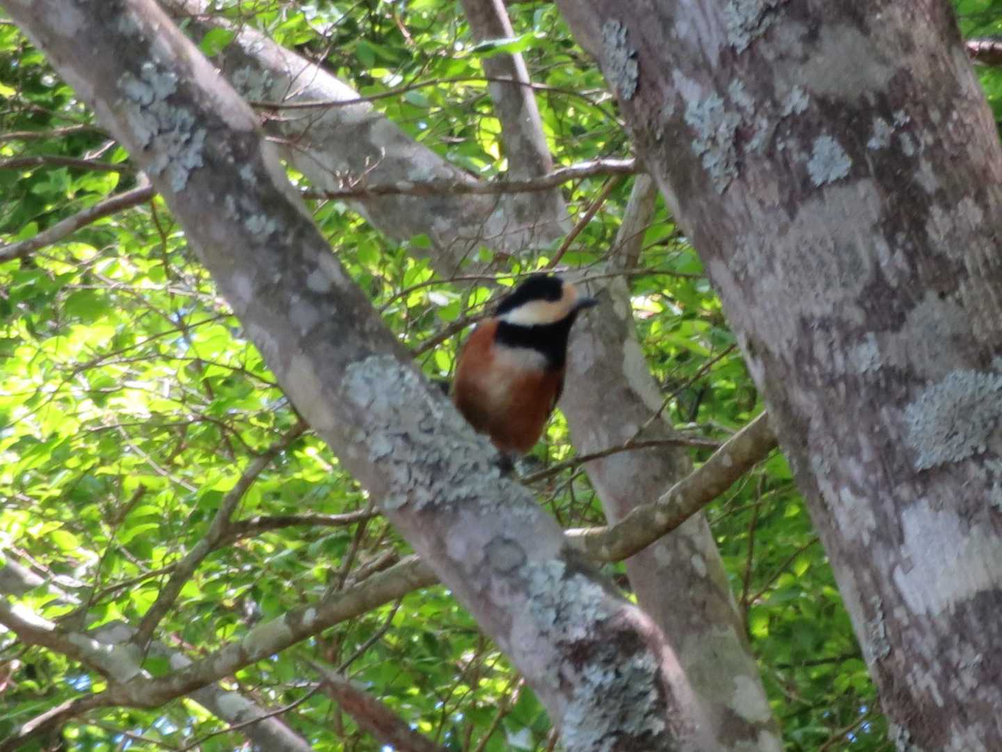 本日唯一の野鳥はヤマガラ
昨日色々見えたので期待したけど・・・