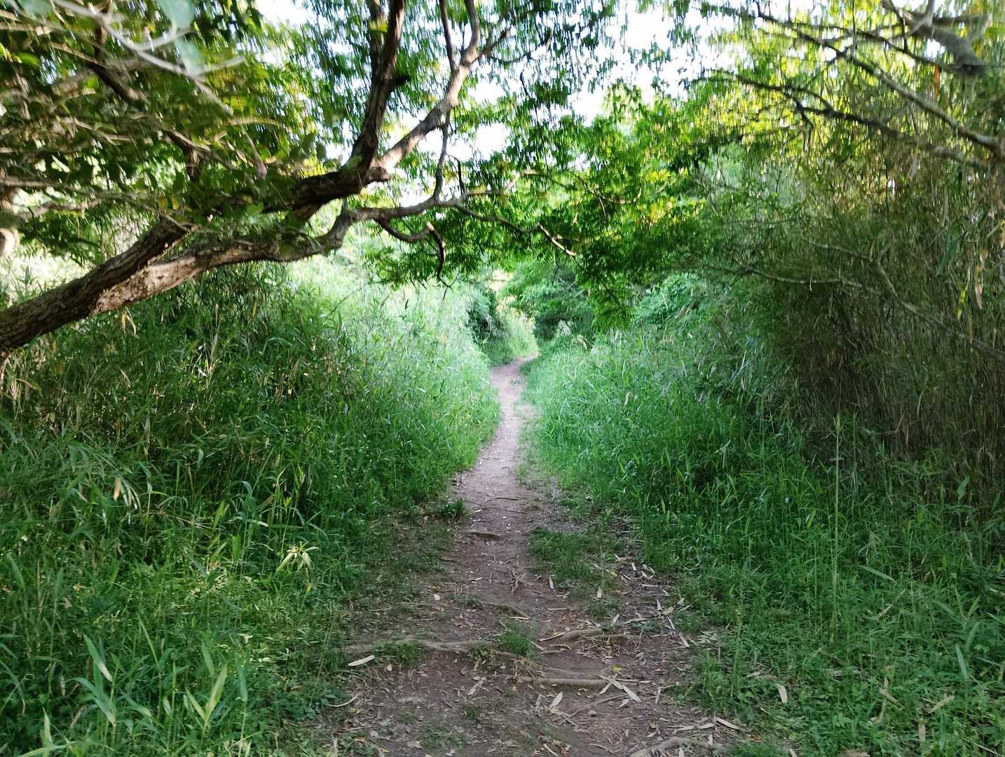 関の山登山口-関の山 往復コースの写真