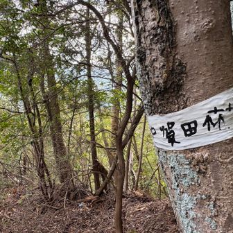 加賀田の集落に降りて、車道を登山口まで戻ります😊ということで、岩湧山は『ぎょうじゃの道』で登ろう♪

ここからは踏み跡はしっかりあるけれど少し荒れ気味🍂