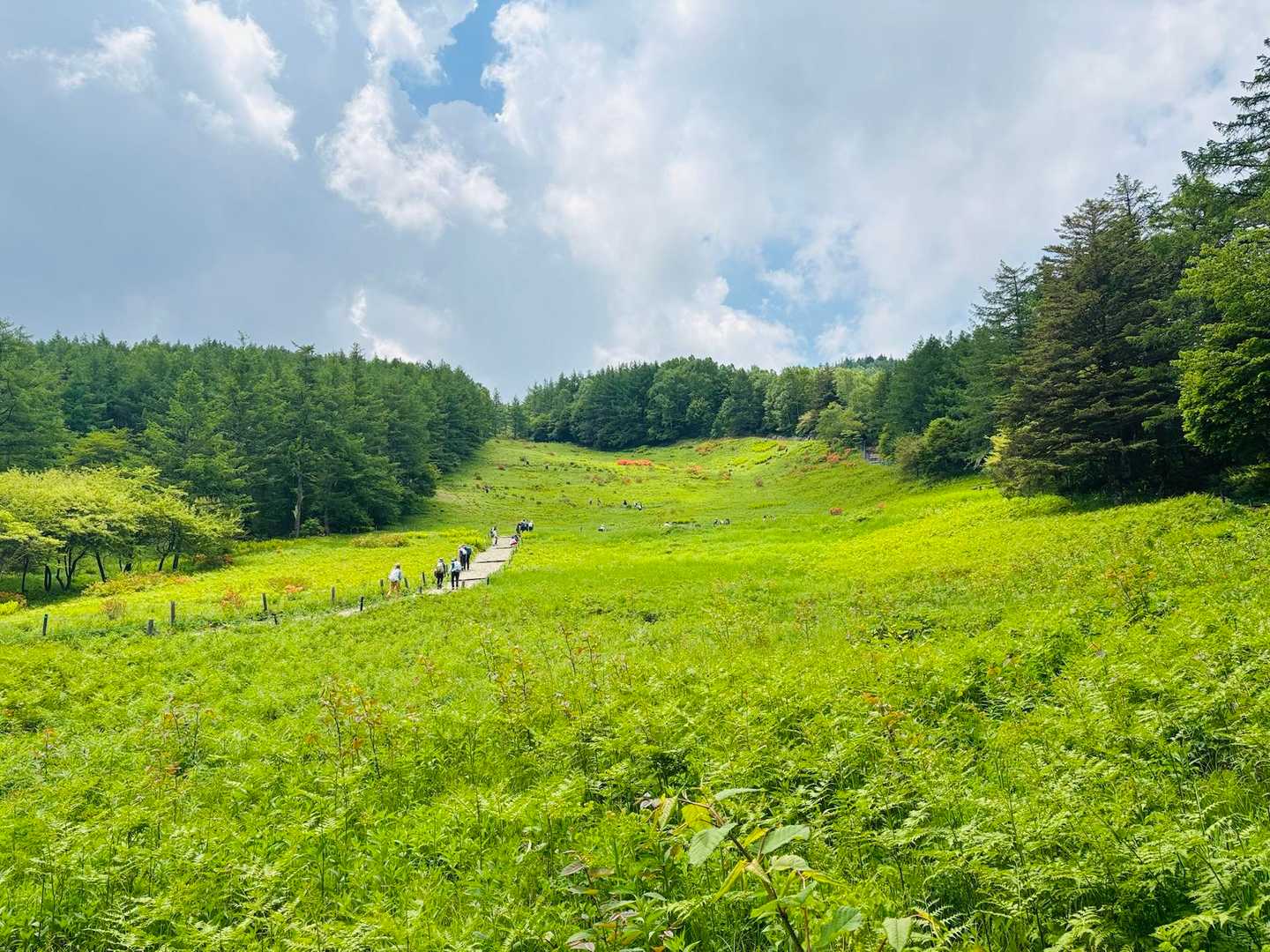 入笠山往復 | 希少な花々・潤いの湿原・白銀の雪景色まで全シーズン対応の展望峰の写真