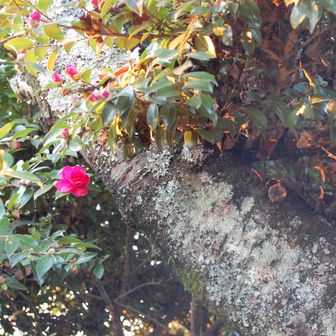 リスもきそうなスポット🐿️