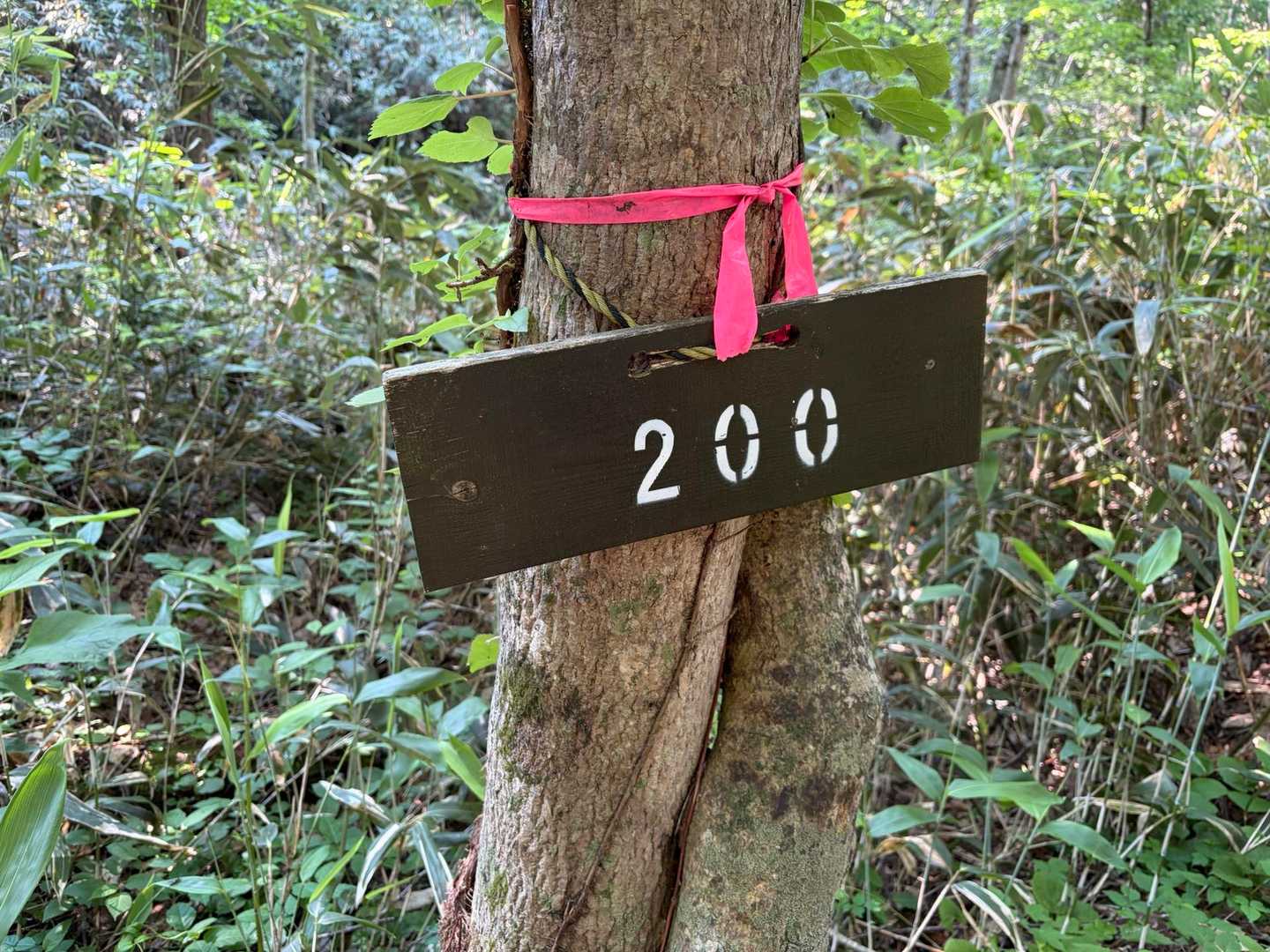 登山口からの距離のようです。200m