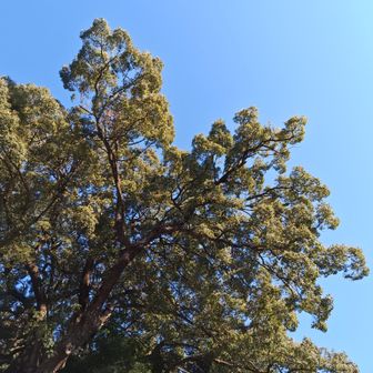 埼玉県一の巨木は幹回り15m、高さ30m、樹齢千年以上